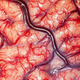 Illustration for article titled Extreme close up photo of a living human brain
